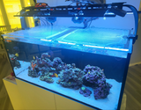 Waterbox Infinia Reef 150.4 Custom Polycarbonate Aquarium Screen Top Lid