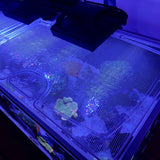 Waterbox Infinia Reef 230.6 Custom Polycarbonate Aquarium Screen Top Lid