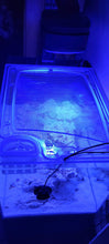Load image into Gallery viewer, Waterbox Cube Peninsula Mini 15 Custom Polycarbonate Screen Aquarium Top Lid
