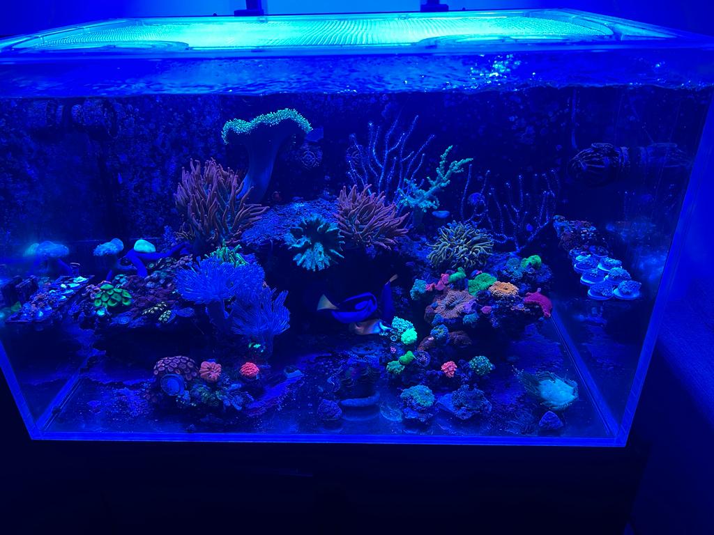 CADE Reef 900 S2 Custom Polycarbonate Aquarium Screen Top Lid