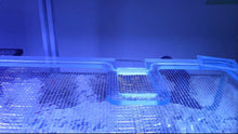 Load image into Gallery viewer, Auto Feeder Cutout for Hydros Feeder with Food Guard (to Keep Food from Bouncing Out of Tank)
