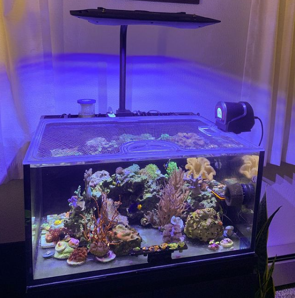 Top Lids Options Showcase - Custom, Screen Top, Single Frame CNC Precision-Cut Polycarbonate Aquarium Lids for Protecting Jumpers and Keeping Fish In-Tank
