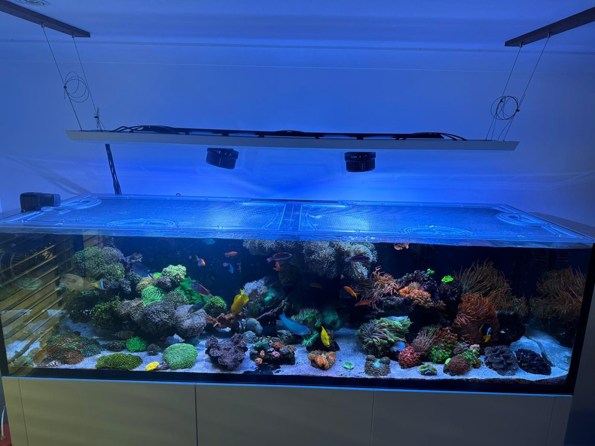 Waterbox Reef LX 320.7 Rimless Custom Polycarbonate Aquarium Screen Top Lid